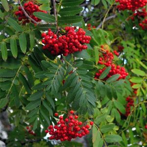 Rowan Tree