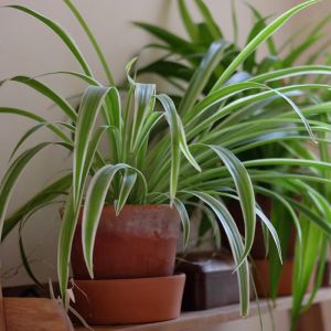 Spider Plant