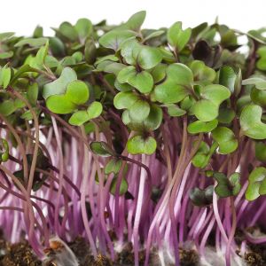 Sprouting Red Cabbage Seeds