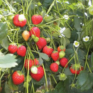 Strawberry Seeds