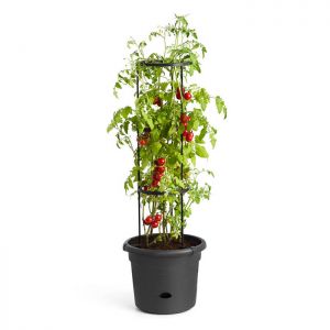 Tomato Grow Pot