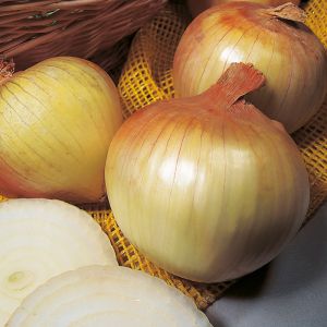 Winter Onion Sets