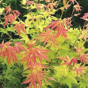 Japanese Maple Tree