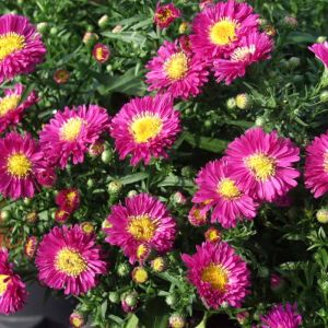 Aster Plant