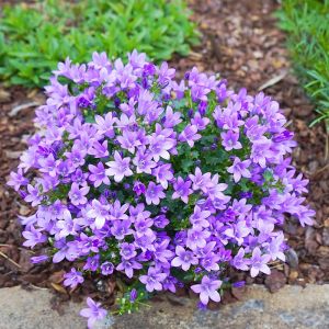 Potted Campanula Plants