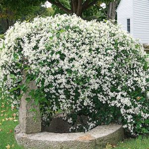 Clematis Climbing Plant