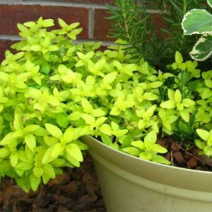 Golden Oregano Plant