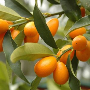 Kumquat Tree