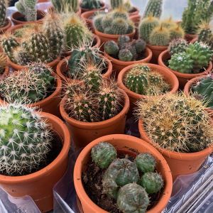 Mixed Cactus Plants