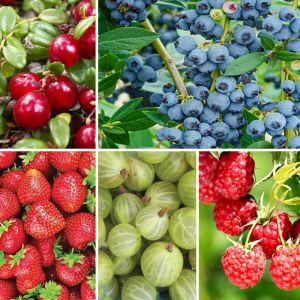 Mixed Fruit Bushes