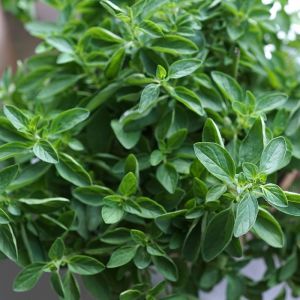 Oregano Plant