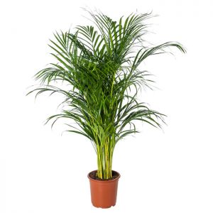 Palm Plant