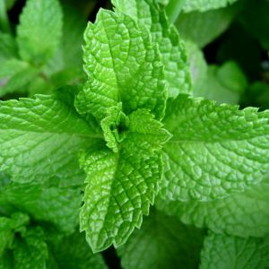 Peppermint Plant