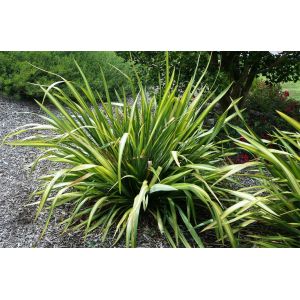 Phormium Plant