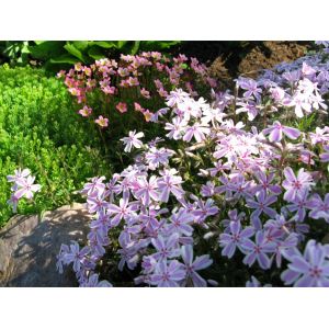 Phlox Plants