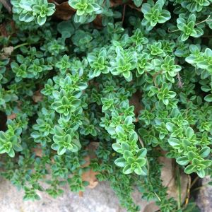 Thyme Plant