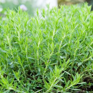 Tarragon Plant