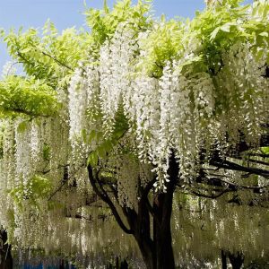 Wisteria Climbing Plant