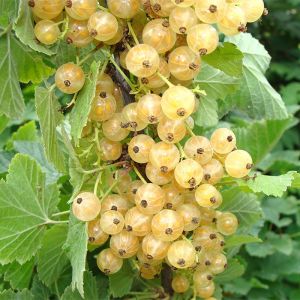 Whitecurrant Canes