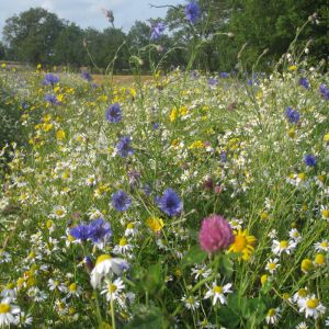 Irish Wildflower Seeds