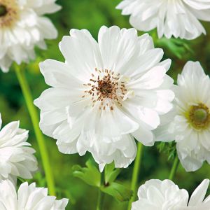 Anemone Bulbs