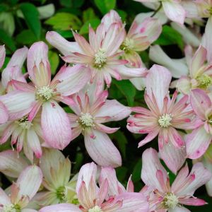 Clematis Climbing Plant