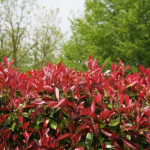 Dwarf Photinia