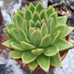 Echeveria Plant