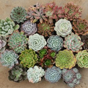 Echeveria Plant