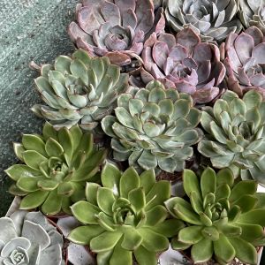 Echeveria Plants