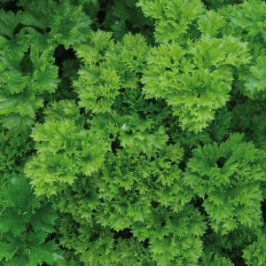 Parsley Plant