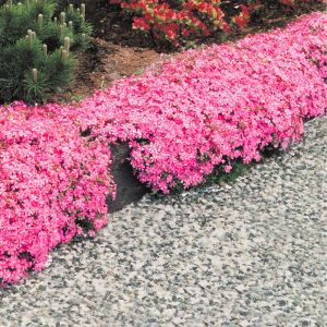 Phlox Plants