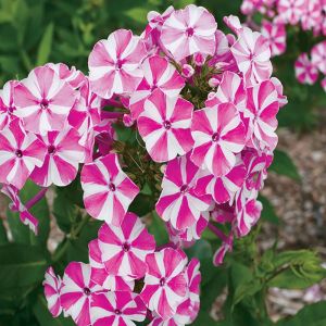 Phlox Windmill