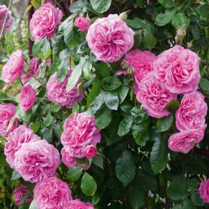 Potted Climbing Rose Plant