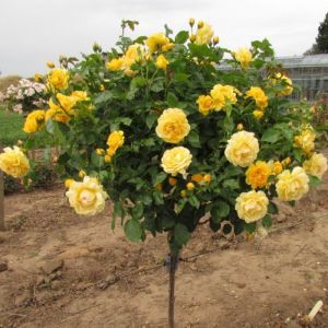 Standard Rose Plant