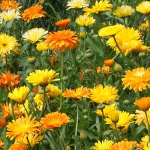 Calendula Seeds