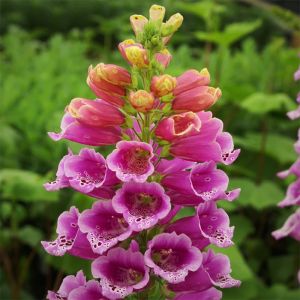 Foxglove Seeds