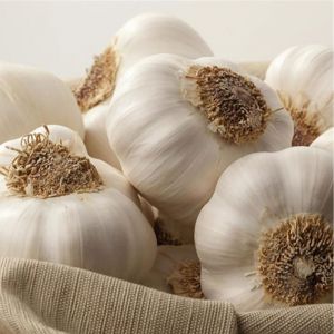 Garlic Bulbs