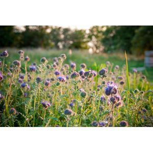 Phacelia Seeds