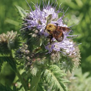 Phacelia Seeds