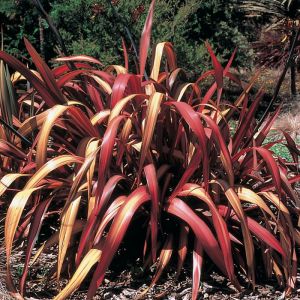 Phormium Plants