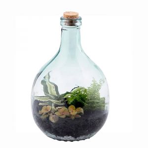 Plant Terrarium