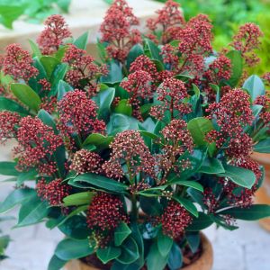 Skimmia Japonica Plant