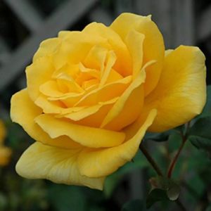 Standard Rose Plant