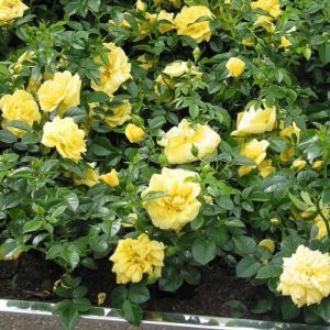 Ground Cover Rose