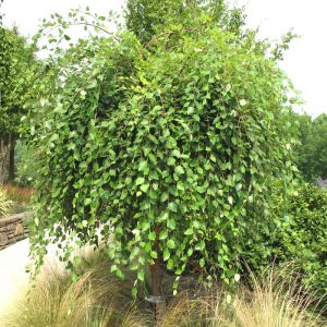 Potted Birch Tree