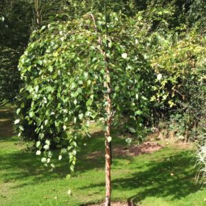 Potted Birch Tree