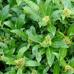 Skimmia Plant