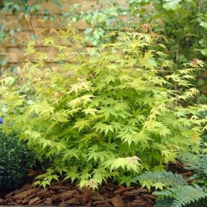 Japanese Maple Tree