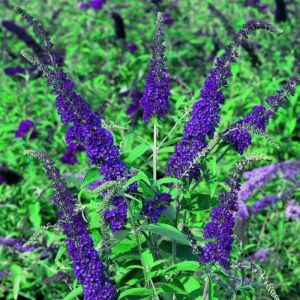 Buddleja Plant